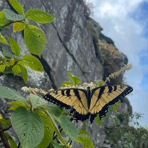 Meet your Posher, Georgie